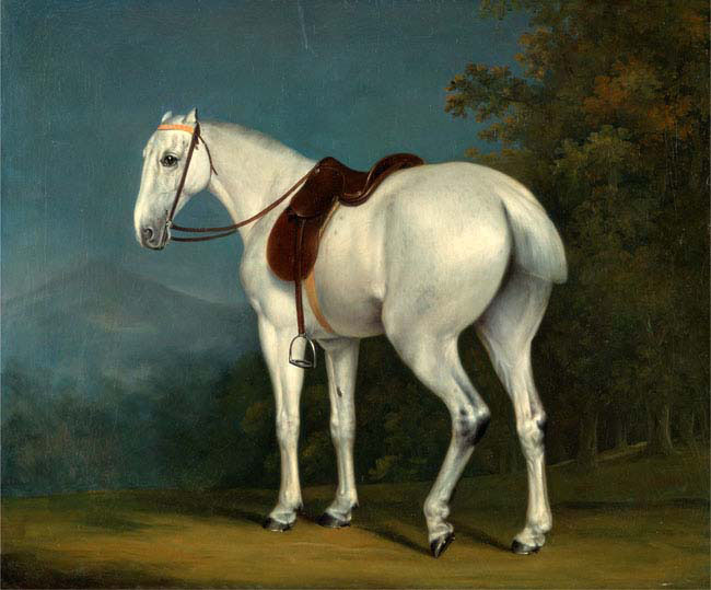 a lady's grey hunter
